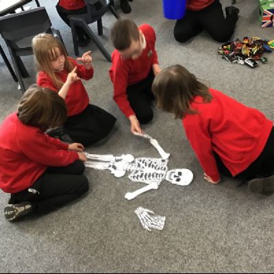3S- Skeletons!!